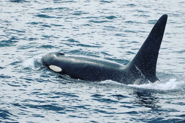 北の知床観光 | 羅臼町のシャチ・クジラ・ワシ・ヒグマ観察観光船【クルーザーオオワシ】