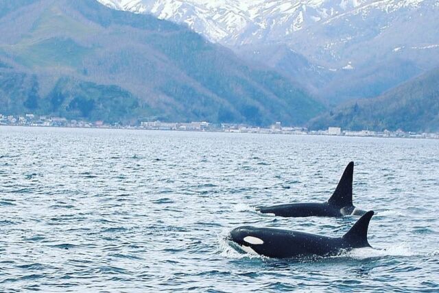 北の知床観光 | 羅臼町のシャチ・クジラ・ワシ・ヒグマ観察観光船【クルーザーオオワシ】